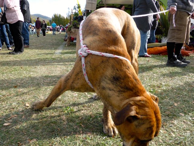 20150412-19 Autumn Festival - Dog