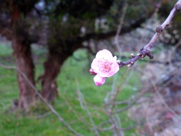Single early cherry blossom